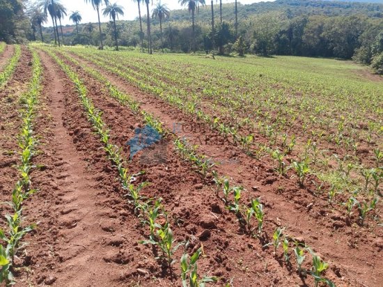 terreno-venda-serra-azul-mateus-leme-625669